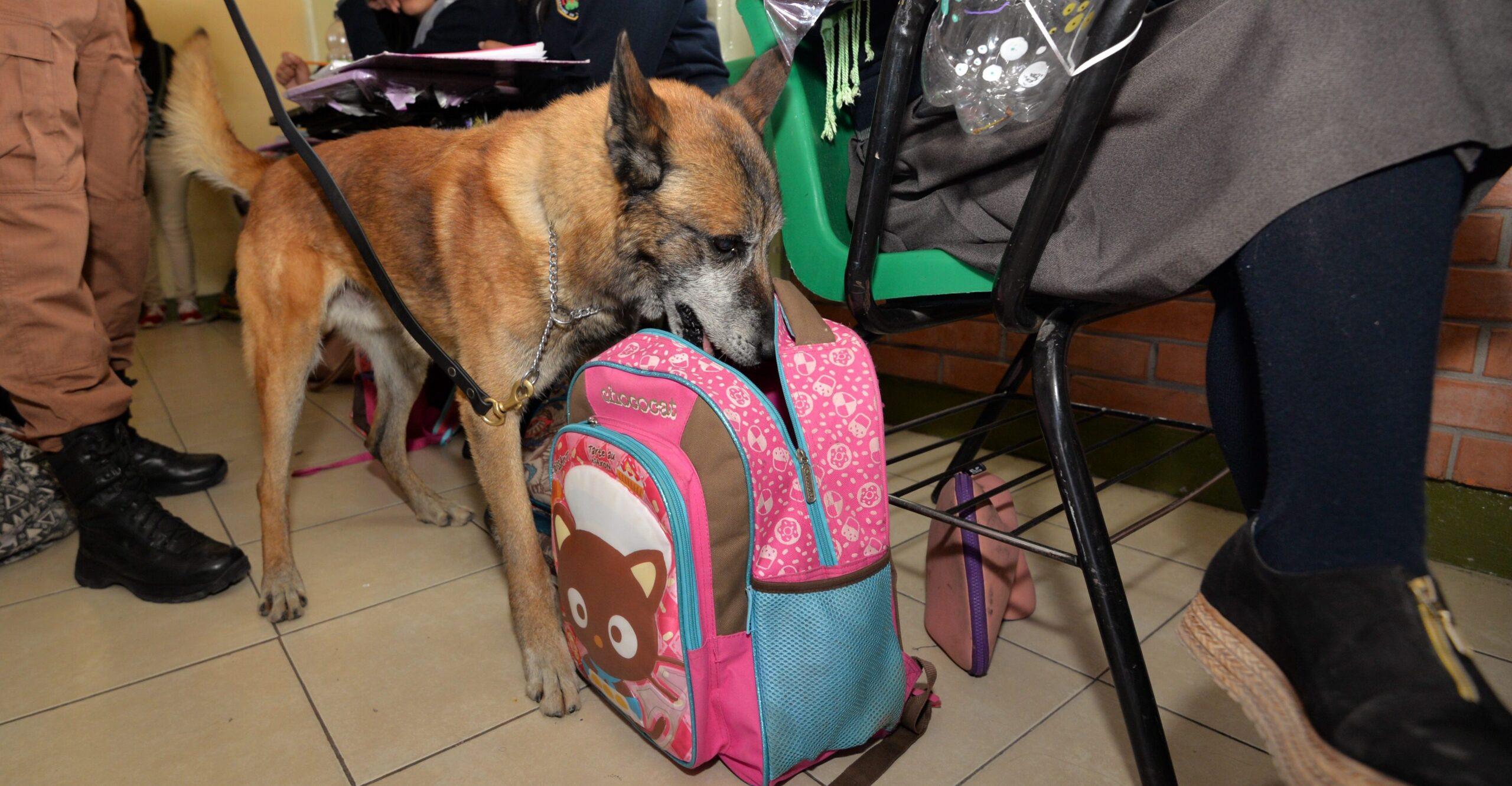 Binomios caninos, padres y maestros inician revisión de mochilas en escuelas de Coahuila