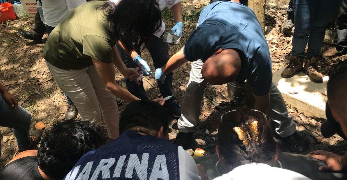 Investigan muerte de 15 manatíes en Tabasco; organizaciones y Profepa aplican medidas de protección