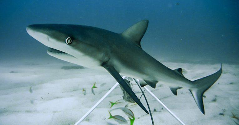 Los tiburones están “funcionalmente extintos” en varios arrecifes del mundo: estudio