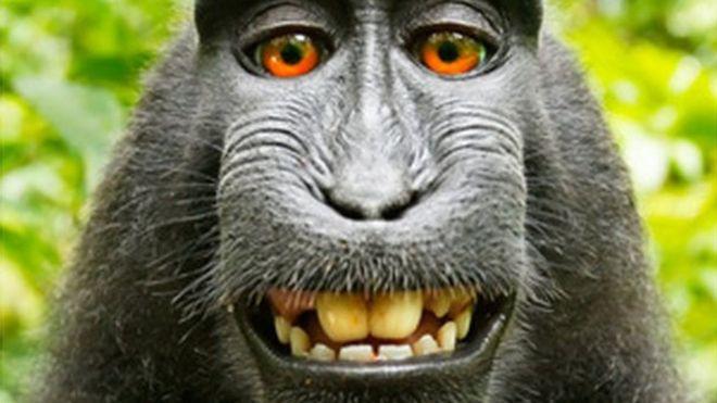 La batalla legal por el selfie del mono termina con una victoria para el ser humano