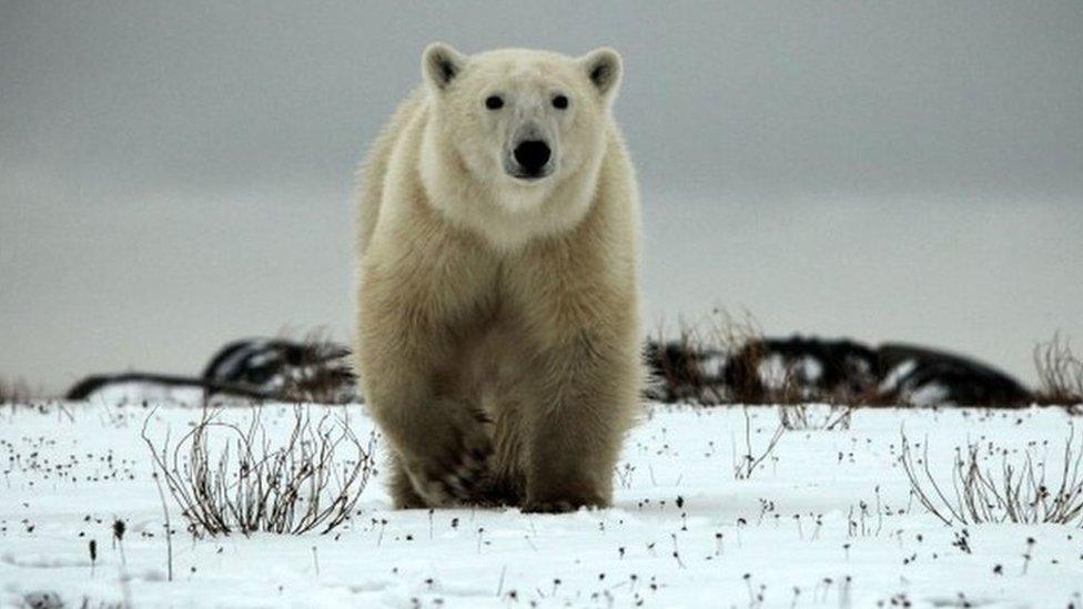 Matan a un oso polar durante un encuentro con turistas en el archipiélago Svalbard en Noruega