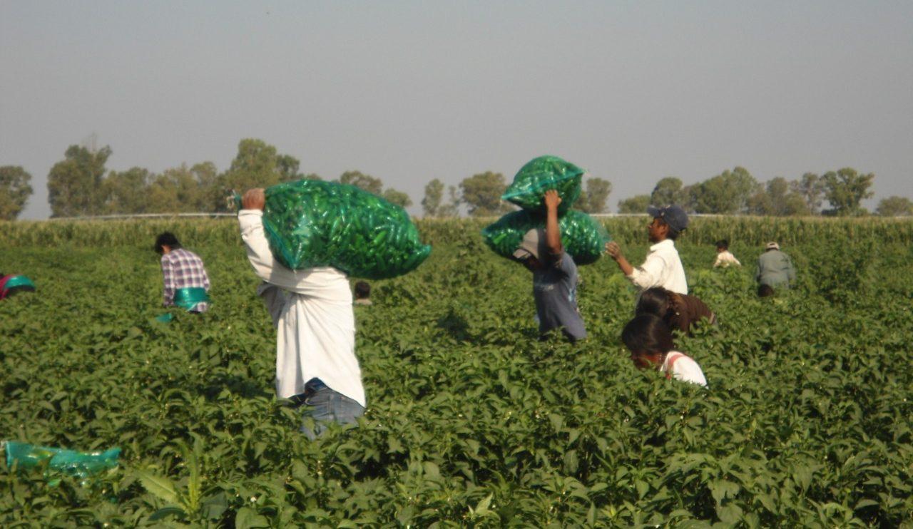 ‘Ya basta de injusticia’: Jornaleros agrícolas piden al gobierno salario mínimo de 300 pesos