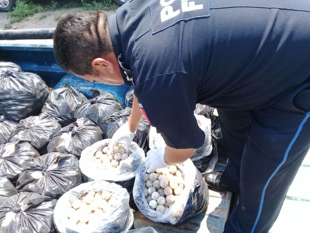 Rescatan en Oaxaca a 22 mil 800 huevos de tortuga marina que transportaban en una camioneta