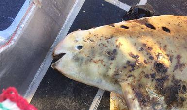 En menos de una semana, dos vaquitas marinas son halladas muertas en BC