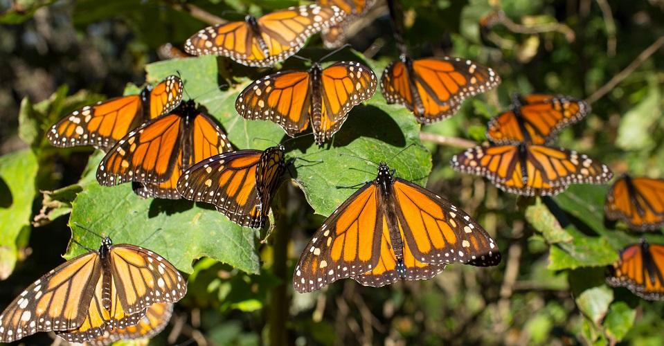 Deforestación y minería amenazan una reserva de mariposas monarca en México