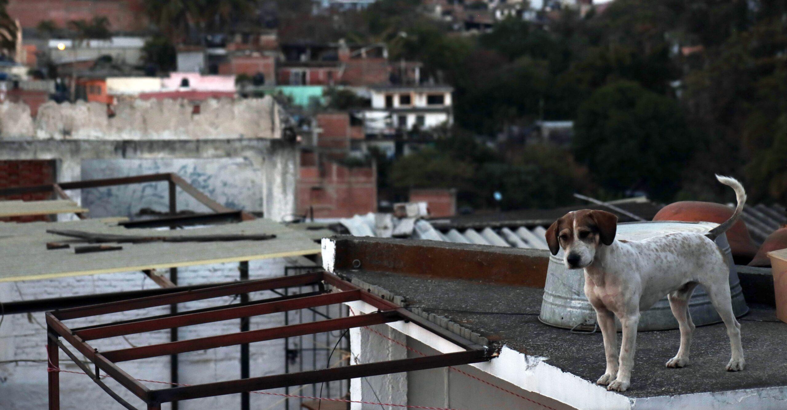 Maltrato y abandono animal serán delitos castigados con cárcel en Jalisco
