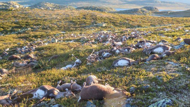 Por qué aparecieron muertos más de 300 renos en una montaña de Noruega