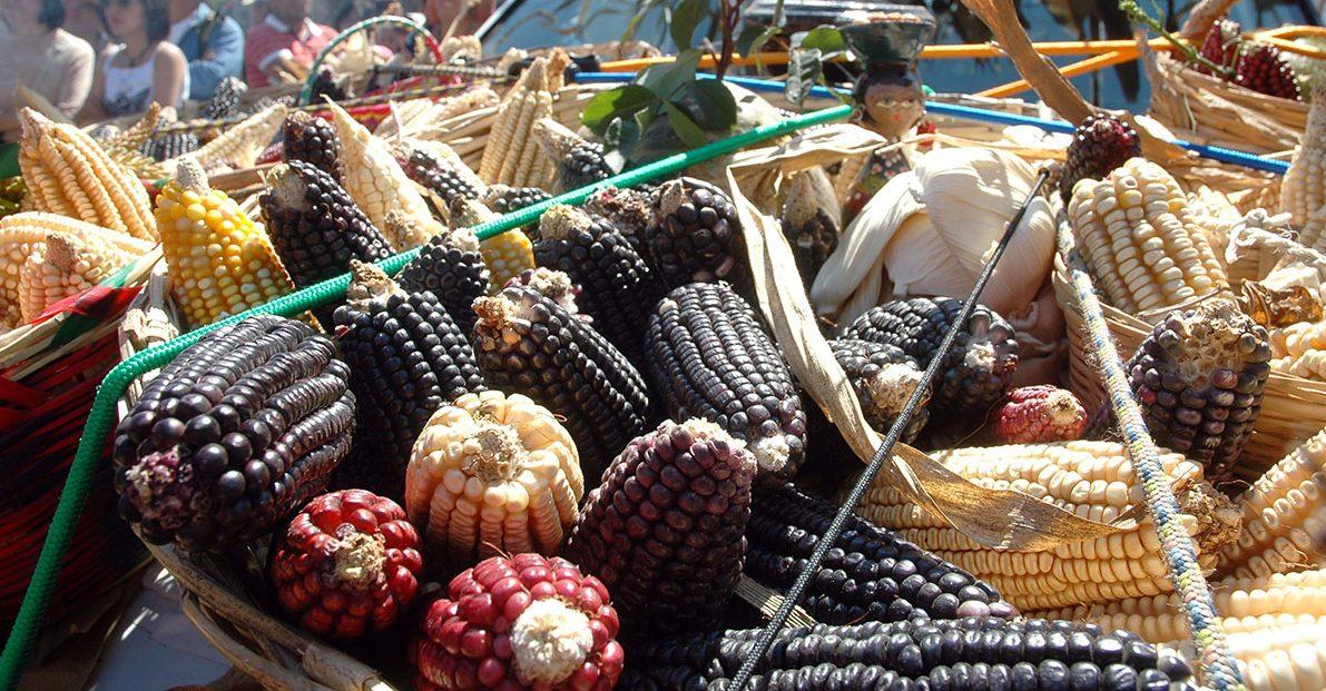 Sagarpa deberá informar sobre el caso de presunta piratería de maíz mixe en Oaxaca