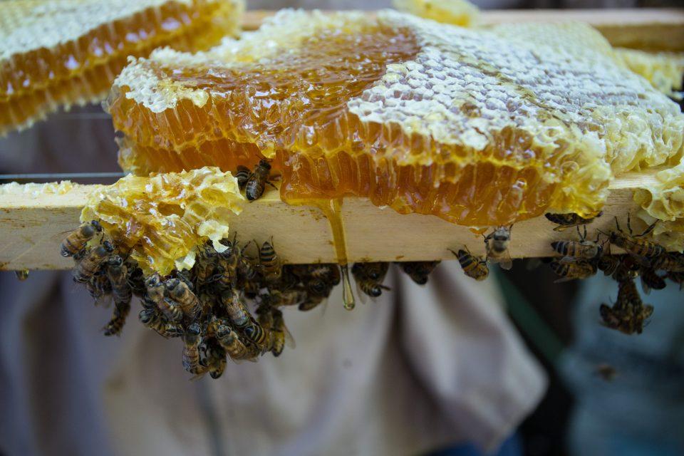 Apicultores brasileños encuentran medio billón de abejas muertas en tres meses