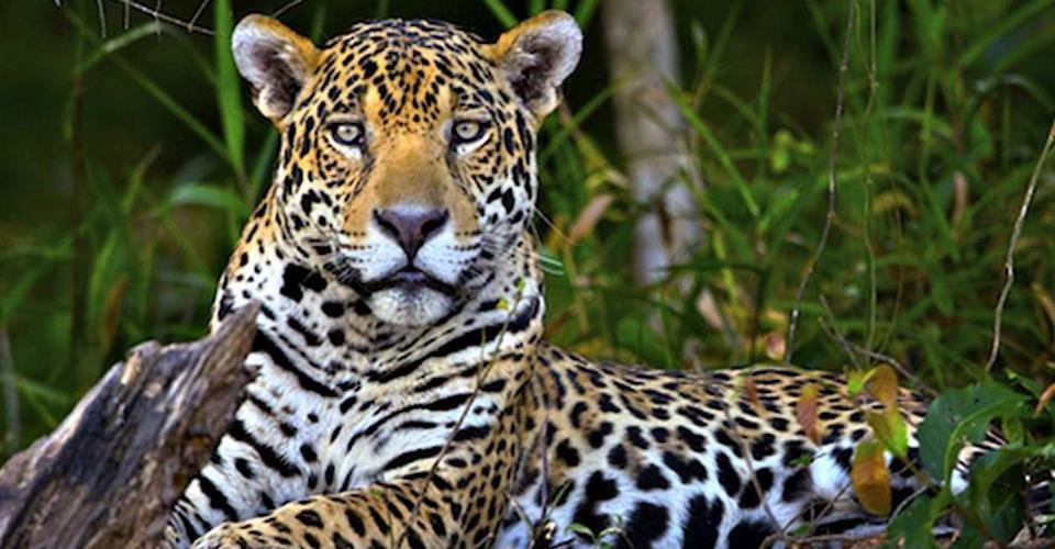 Sierra de Quila: jaguares recolonizan área forestal en zonas de Jalisco