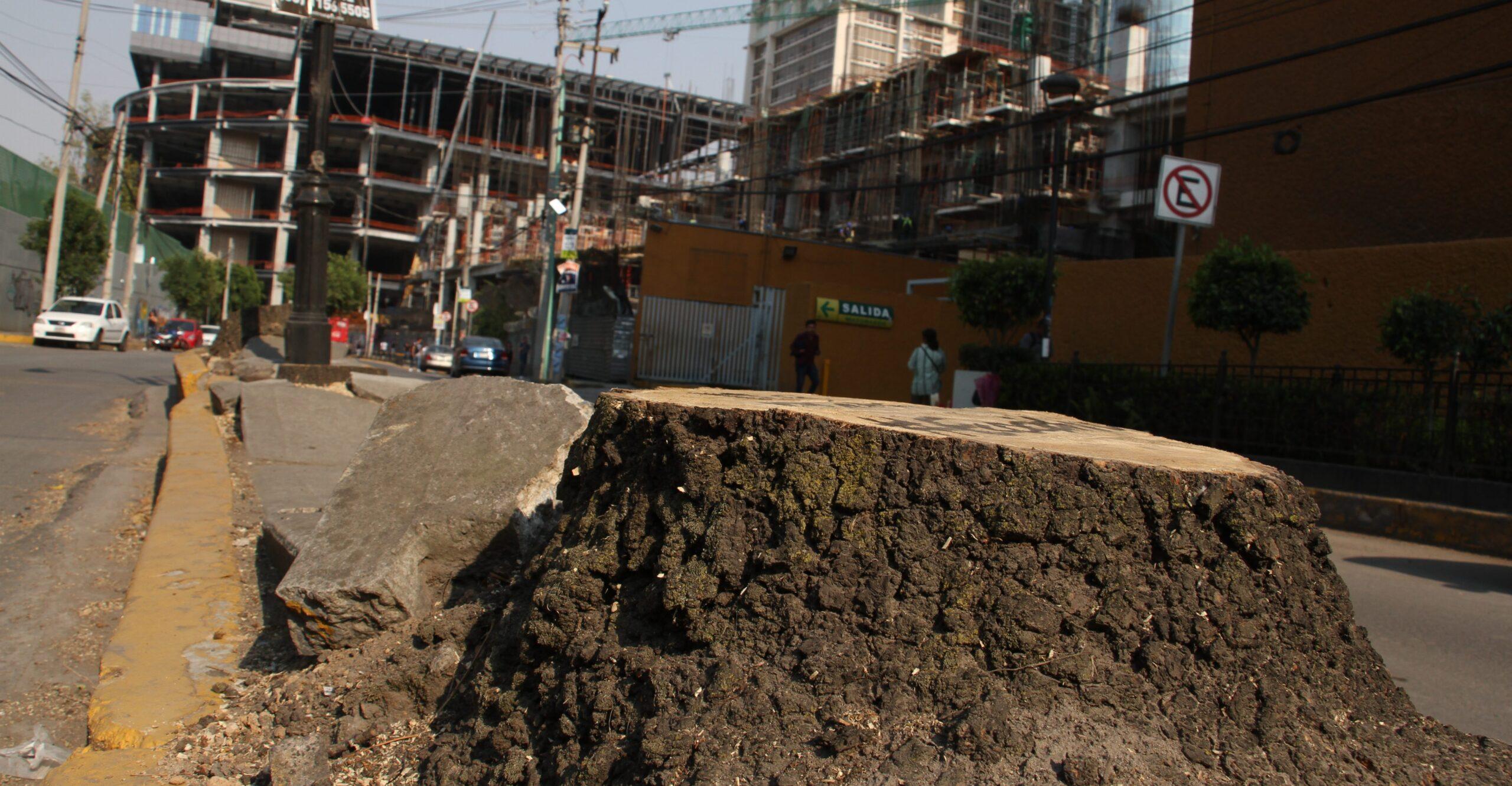 La tala de 54 árboles no es la única irregularidad de Mítikah; la CDMX ya había suspendido las obras