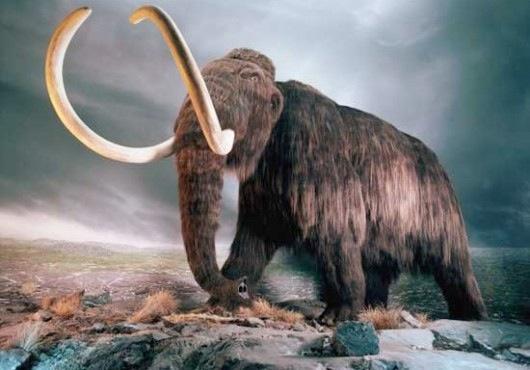 Yuka, la mamut mejor preservada del mundo