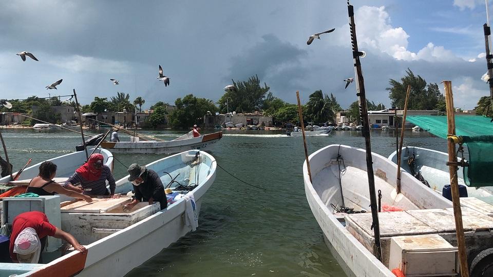Pesca ilegal ‘agota’ el pulpo, el mero y el pepino marino en Yucatán
