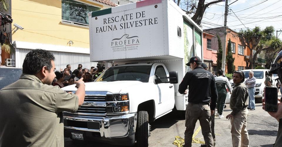 Tortugas, cocodrilos, guacamayas: autoridades aseguran 15 mil animales en una casa de Iztapalapa