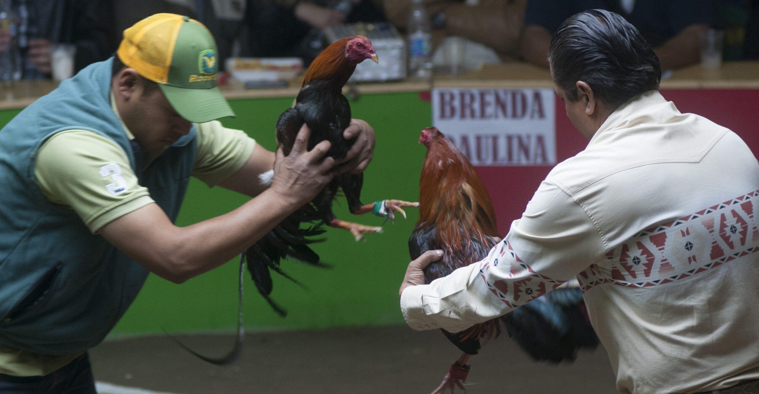 Morena busca que peleas de gallos se reconozcan como patrimonio cultural en Hidalgo