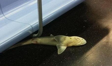 Encuentran un tiburón en el metro de NY