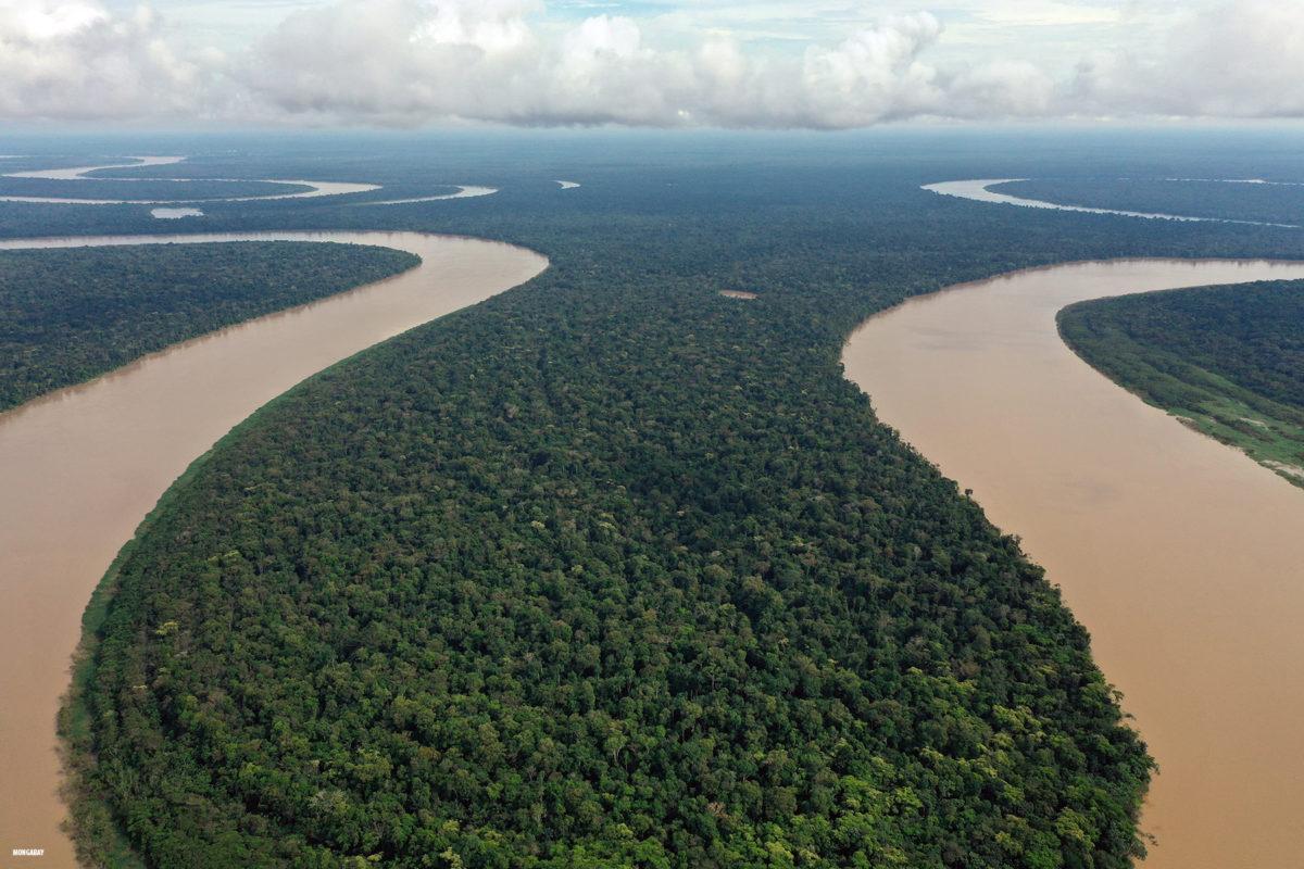 México, entre los 5 países de América Latina que perdieron la mayor cantidad de bosques primarios en 2019