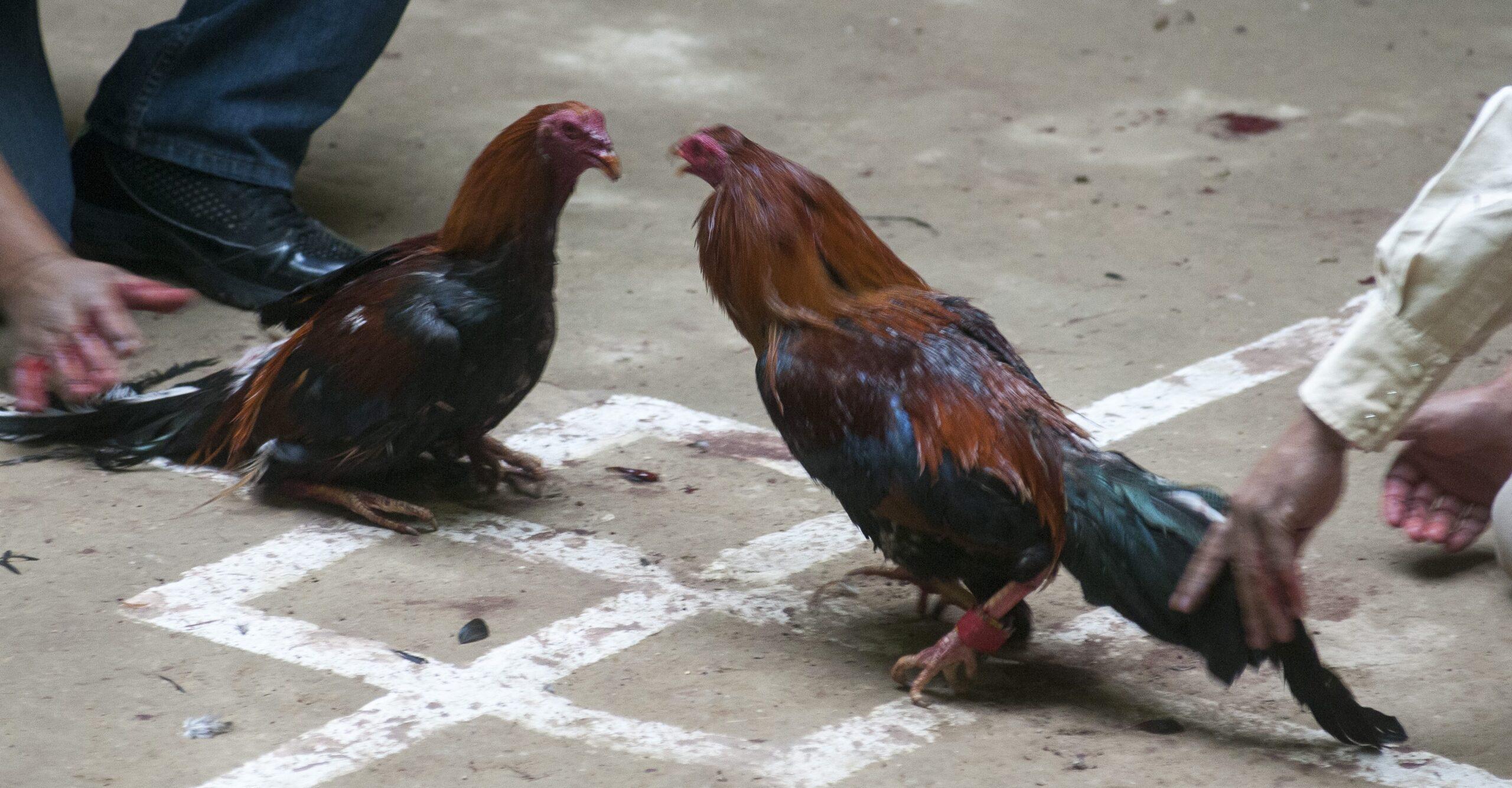 Congreso de Quintana Roo prohíbe las corridas de toros y las peleas de gallos