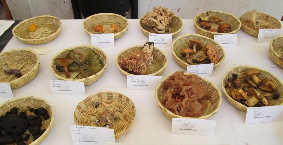 Hongos tóxicos matan a 5 personas en Chiapas