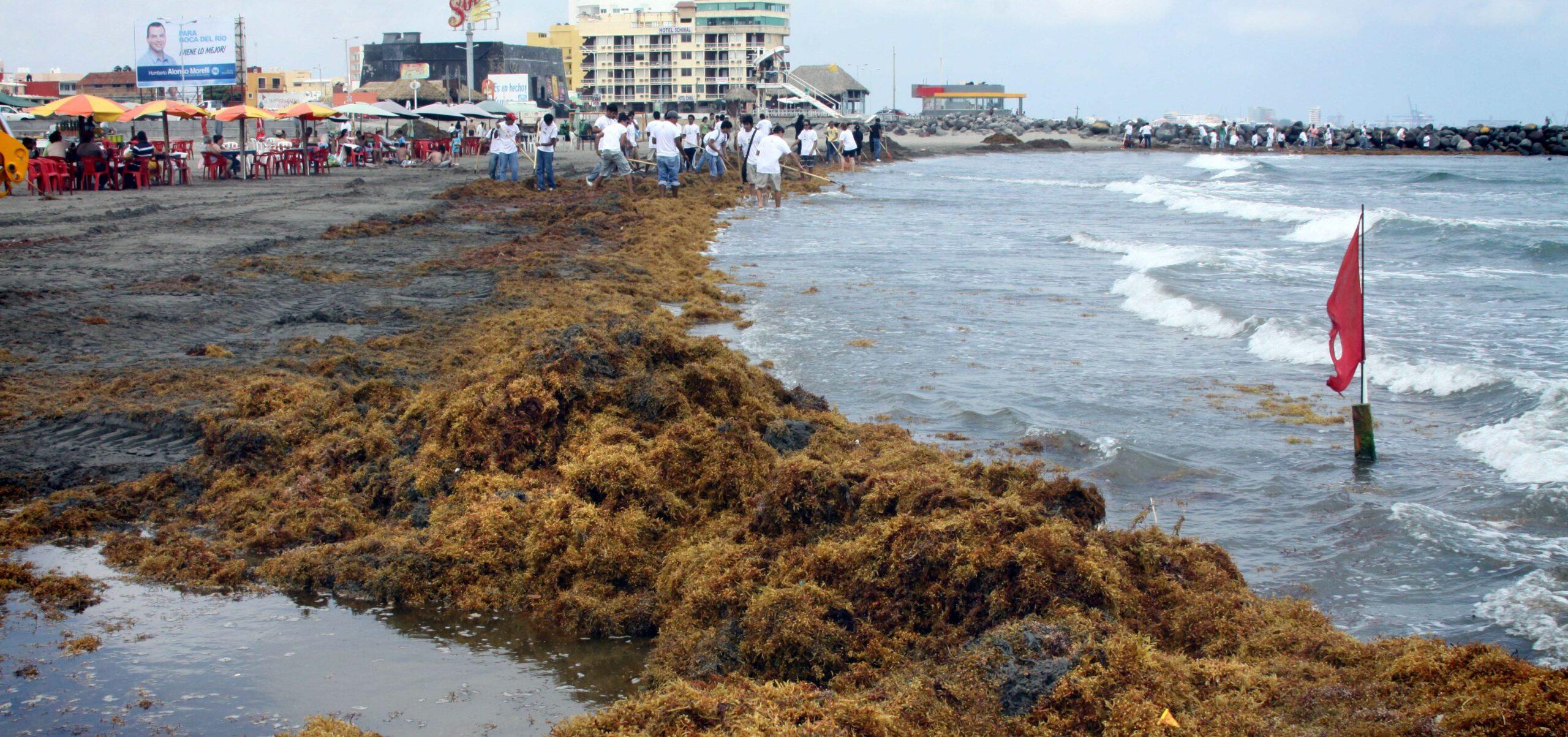 Ahora llega sargazo verde a playas de Veracruz; diario se retiran hasta dos toneladas
