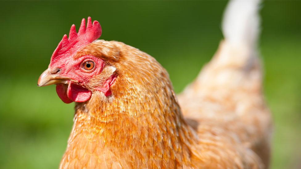 Carne in vitro: la empresa que produce pollo sin matar un solo animal
