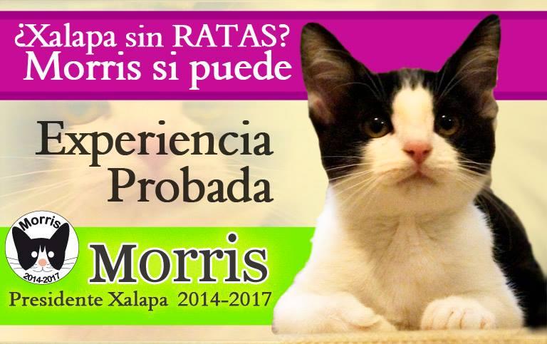 Postulan a <i>candigato</i> para alcaldía de Xalapa