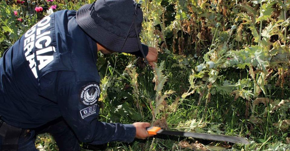 Legalizar la amapola es una alternativa contra la violencia en Guerrero, dice el gobernador