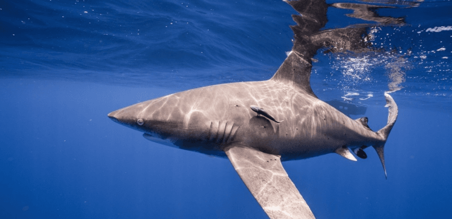 Bajan 70% las poblaciones de tiburones y rayas en los últimos 50 años por sobrepesca