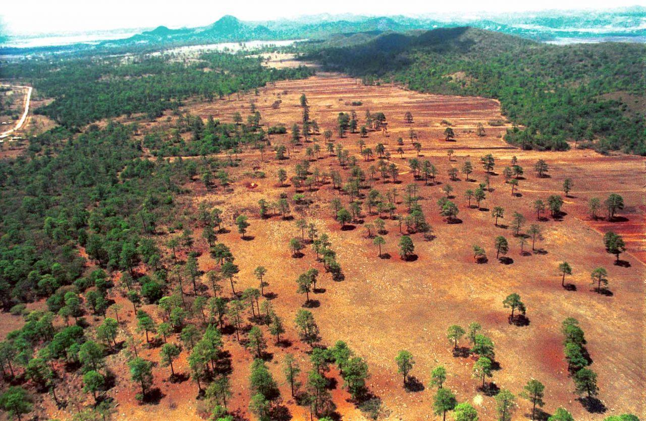 Cancillería corrige: México sí acordó reducir la deforestación hacia el 2030 en COP26
