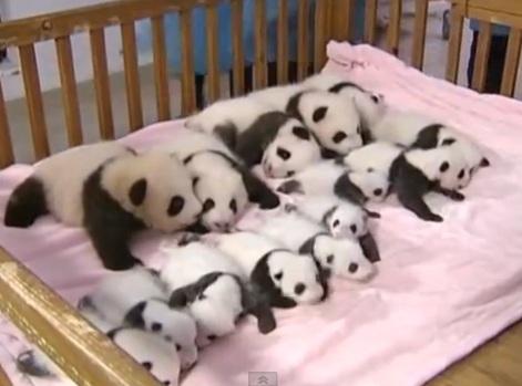 Timelapse: el primer trimestre de vida de un panda
