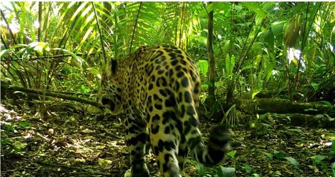 Operación jaguar: la carrera por proteger el hábitat del felino en México