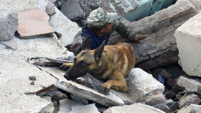 Los 4 olores que captan la atención de los perros de rescate tras un sismo
