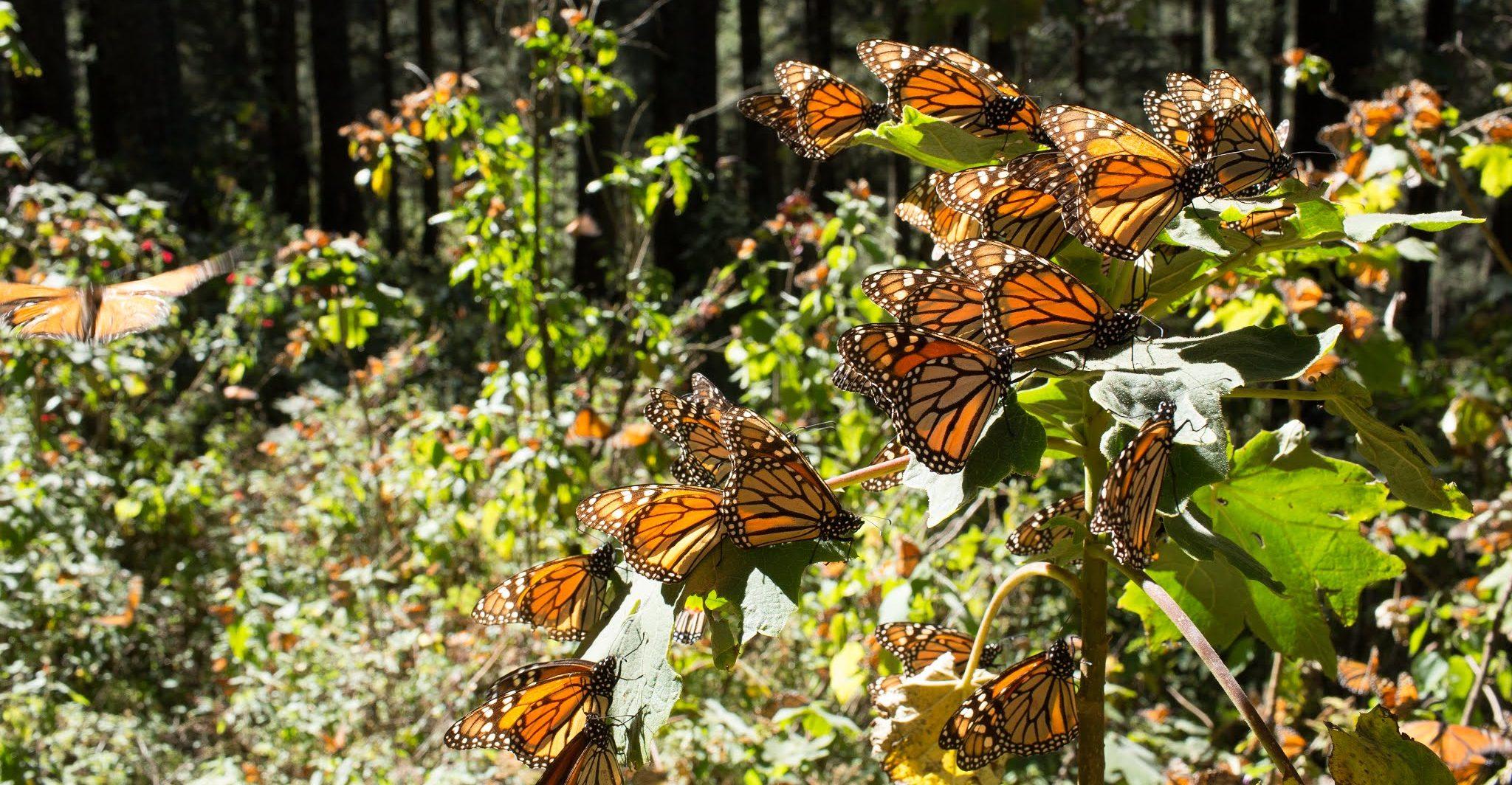 Norteamérica logra meta de conservación de la mariposa monarca