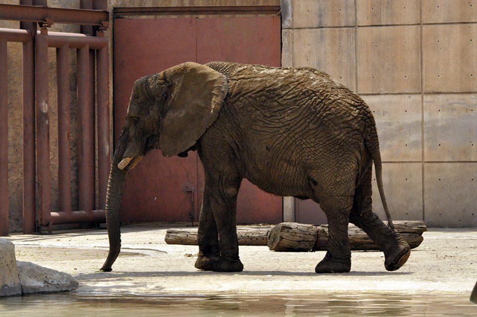 Ely, la elefanta que un grupo de ambientalistas quiere rescatar de un zoológico de la CMDX