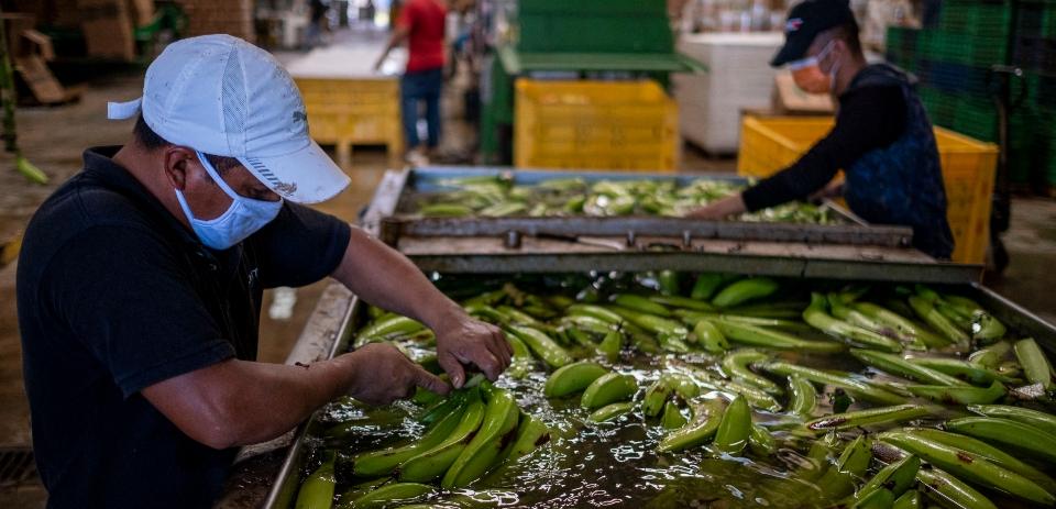 Jornaleros mexicanos van a Puerto Rico para trabajar; trabajadores locales prefieren bonos de pandemia