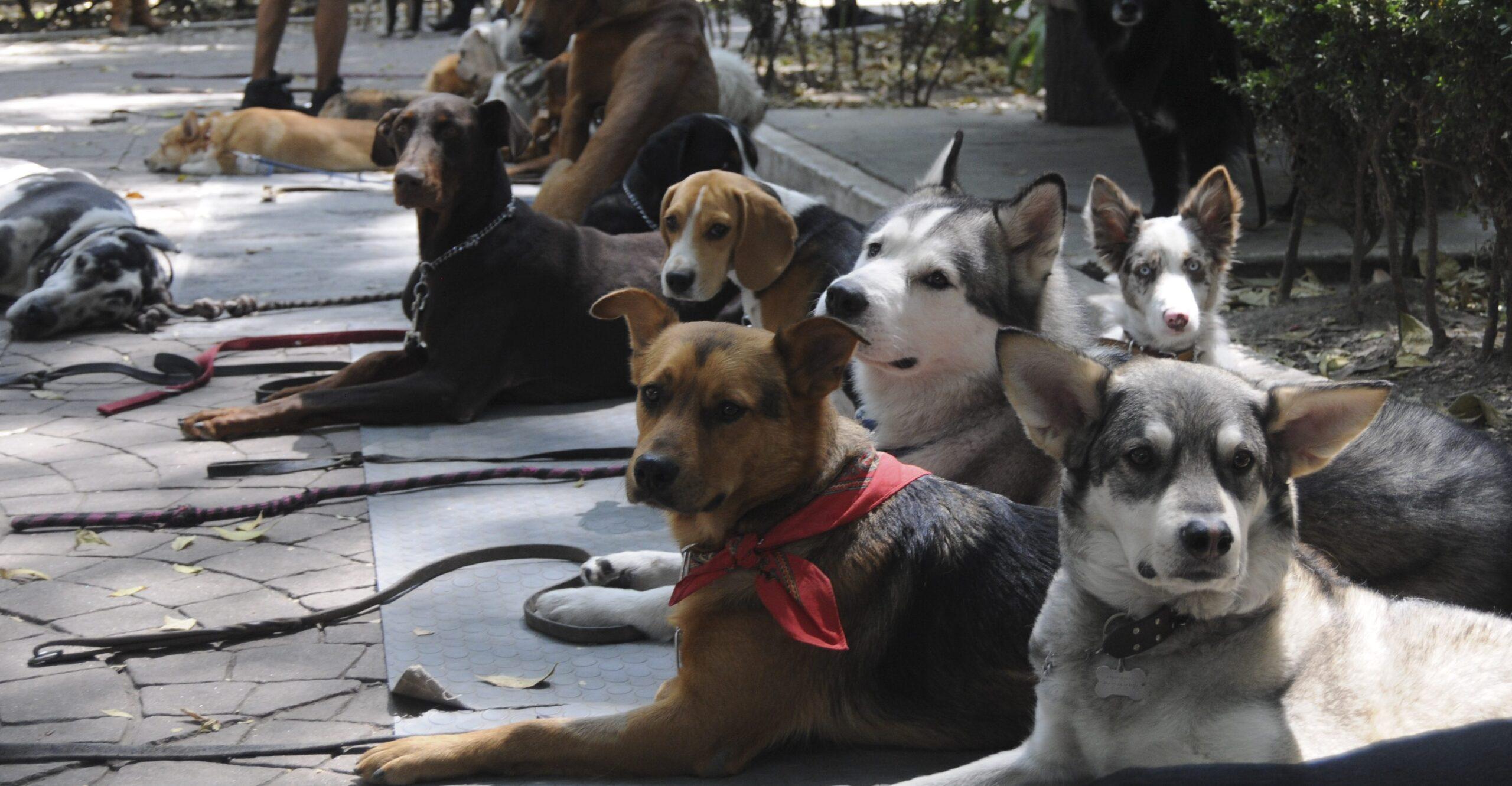 Investigan al supuesto entrenador de perros que maltrató a un Husky en el Parque México