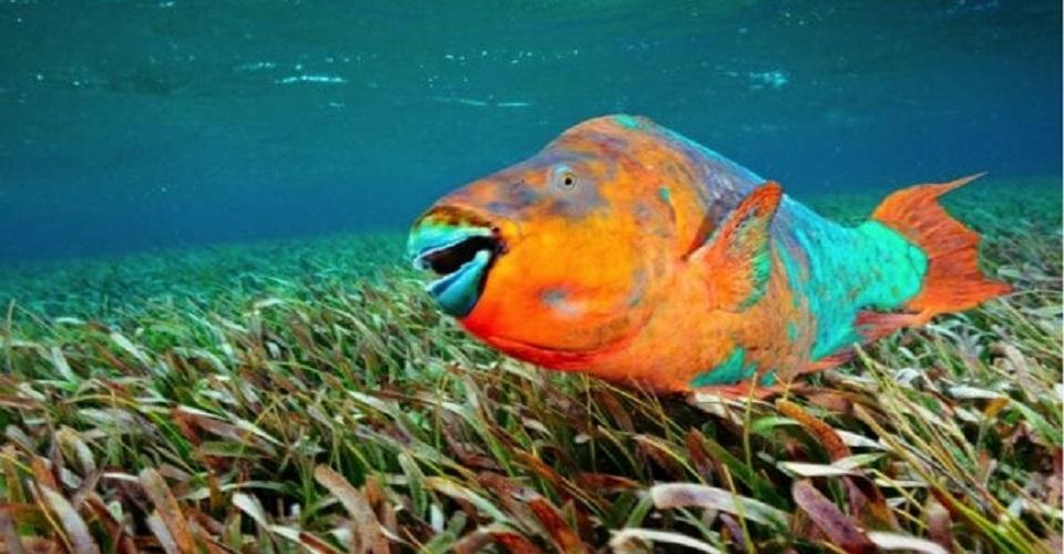 Los peces loro ingresan a la lista de especies mexicanas en riesgo