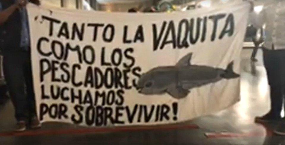 Pescadores de Sonora, entre la espada y la pared por medidas para proteger a la vaquita marina