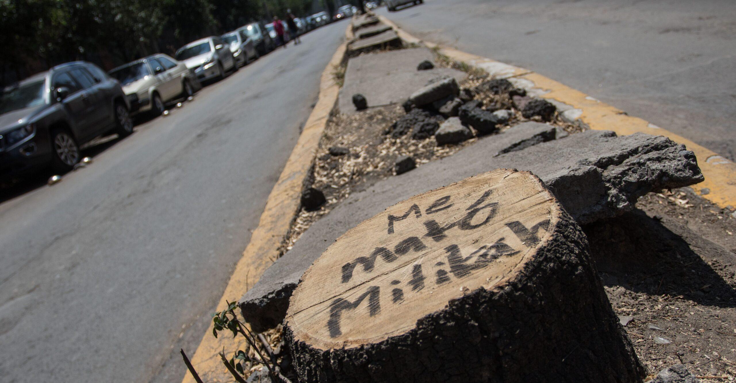 Multa a Mítikha sería de 25 mdp por la tala ilegal de árboles, dice gobierno de CDMX