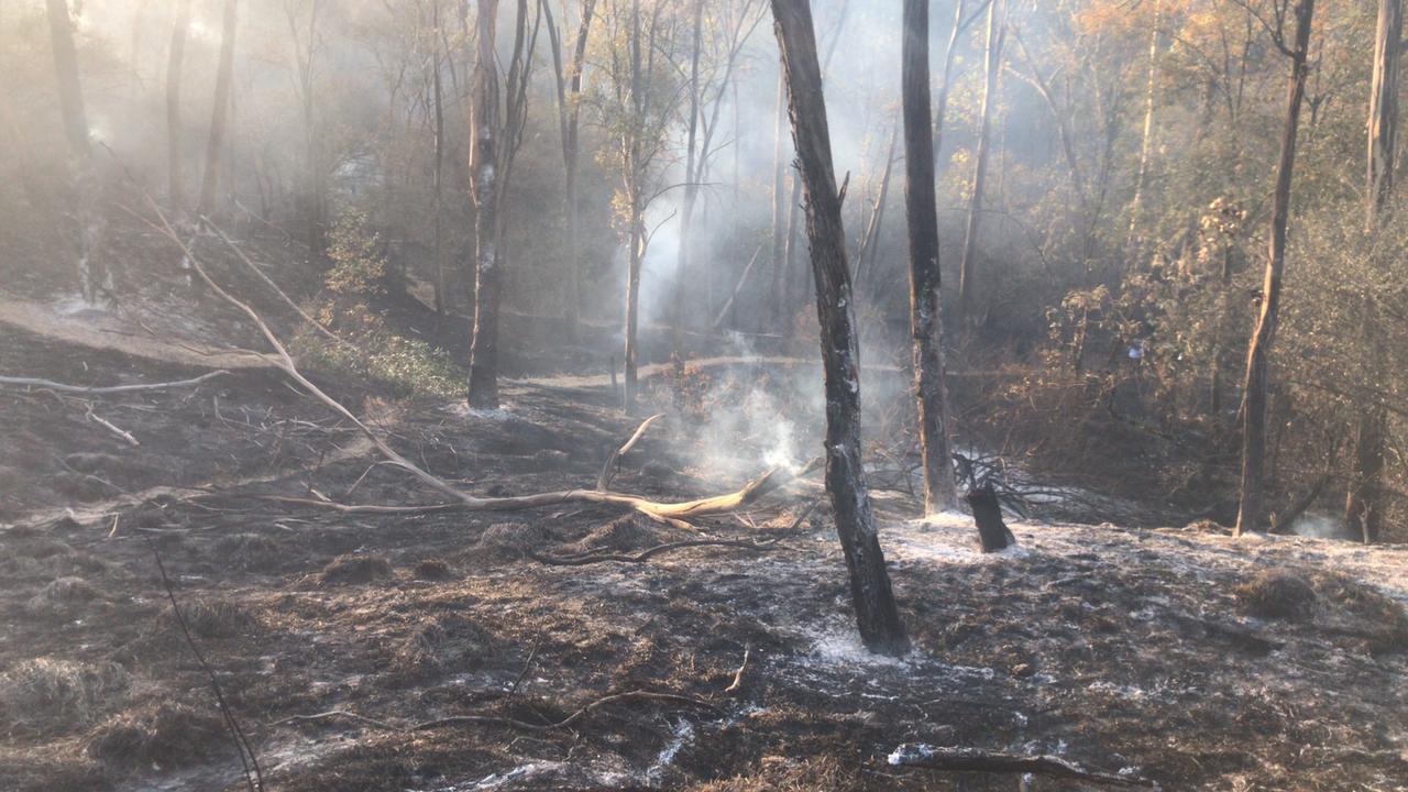 Incendio en tercera sección del Bosque de Chapultepec afectó 2.8 hectáreas; ya fue controlado