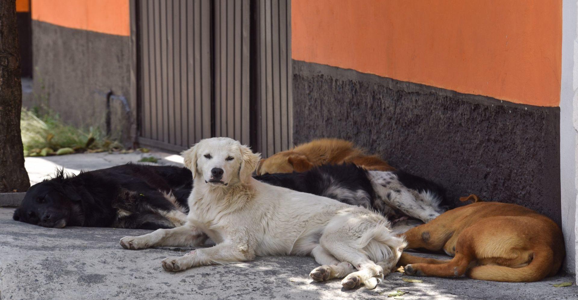 Sentencian a un año de prisión en el Edomex a sujeto que agredió sexualmente a una perrita