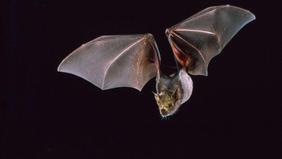 Cómo el tequila salvó a los murciélagos magueyeros de la extinción