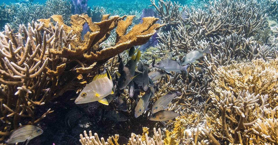 Arrecife mesoamericano: se deteriora la salud de la segunda barrera de coral más grande del mundo