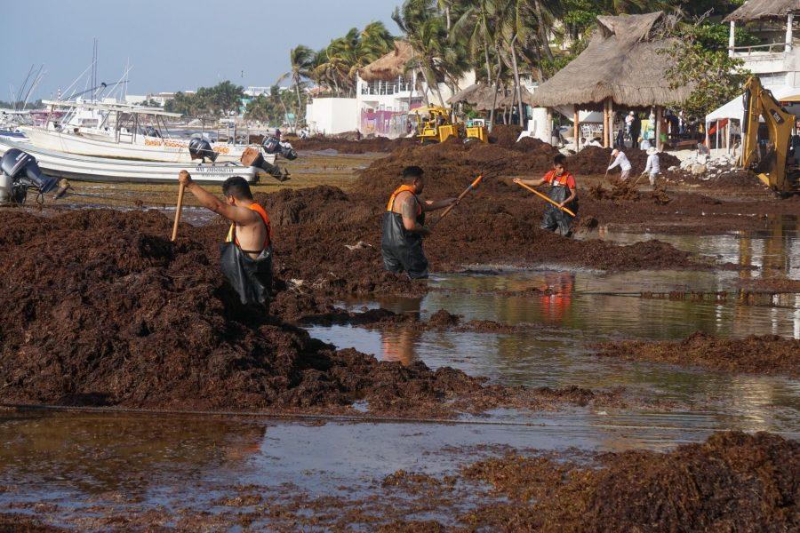 Autoridades prevén la llegada de “cantidades excesivas de sargazo” a playas de Quintana Roo