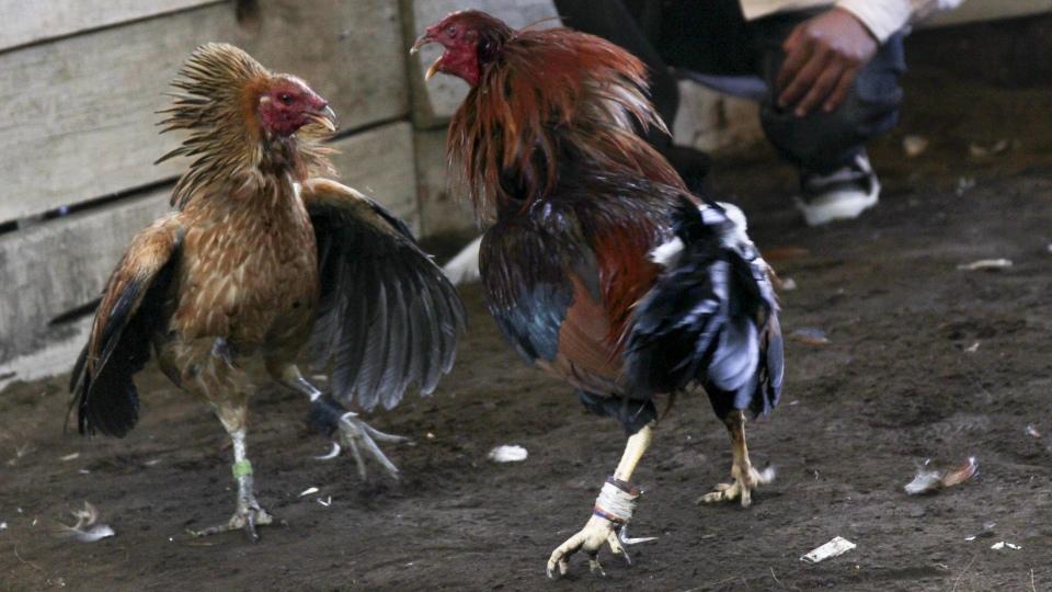 Congreso de Hidalgo declara peleas de gallos patrimonio cultural para evitar prohibición