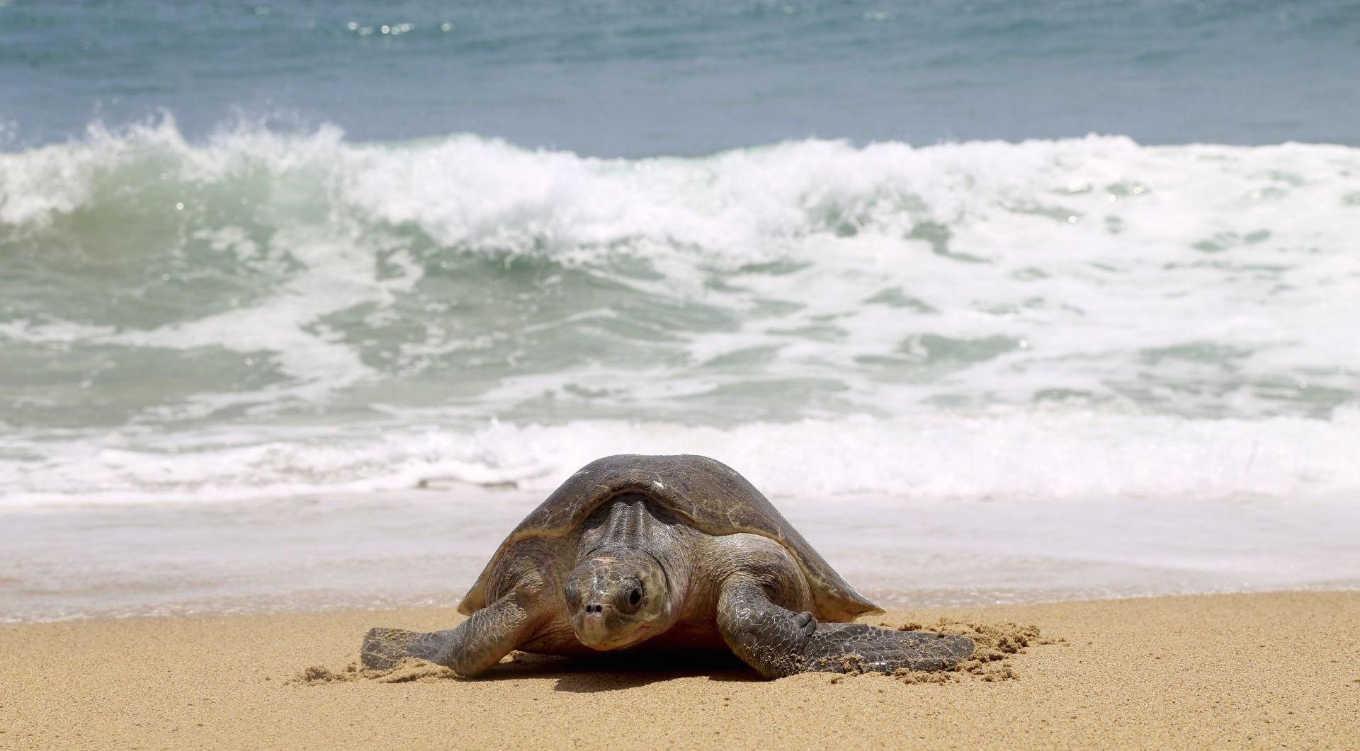Autoridades investigan la muerte de al menos 300 tortugas marinas en Oaxaca