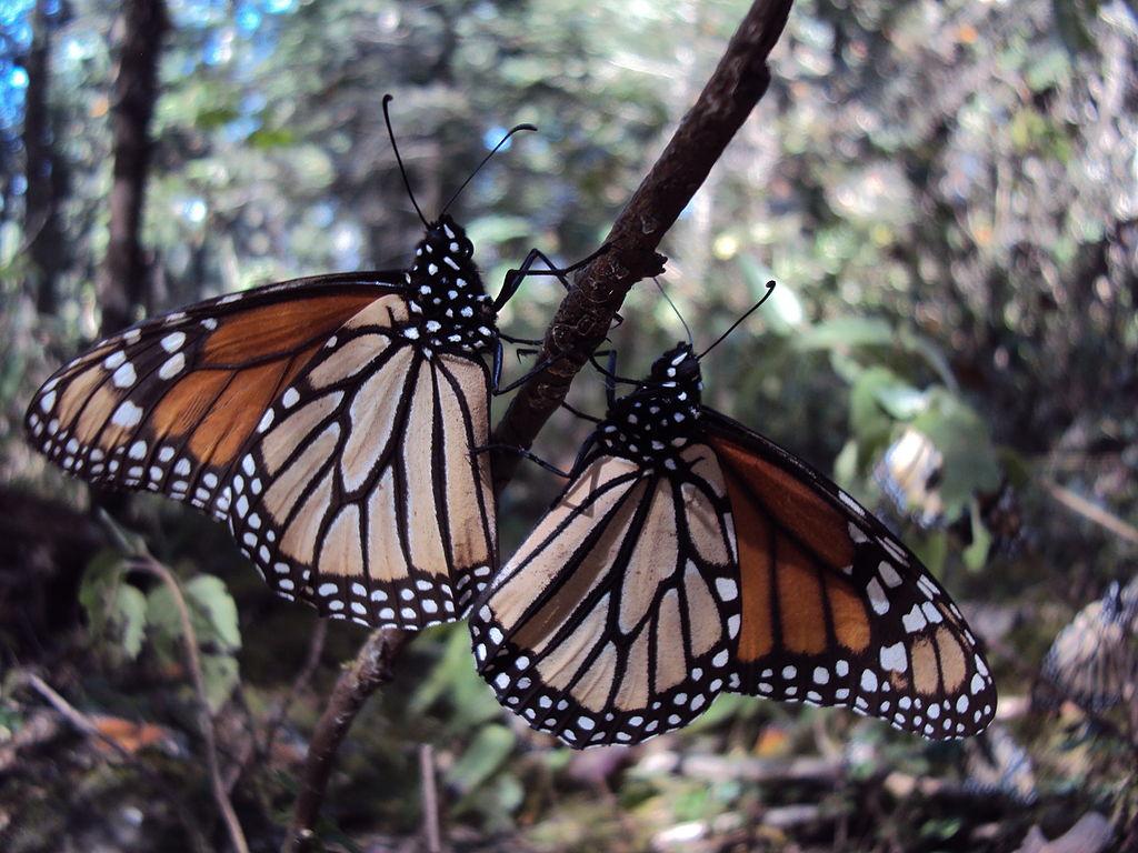 La superficie de mariposas monarca en México disminuyó por condiciones meteorológicas