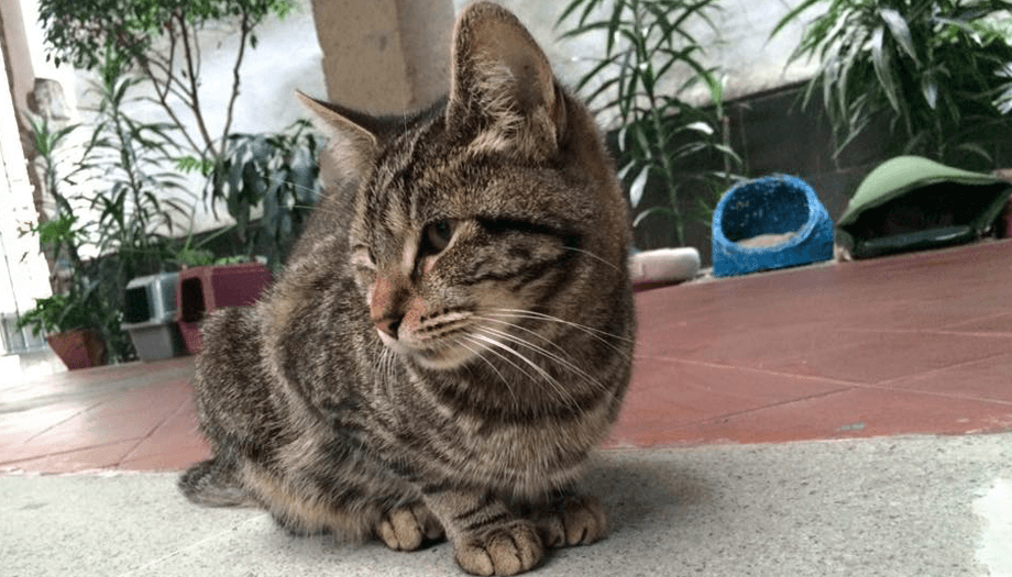 La envidiable vida de los gatos en el Claustro de Sor Juana
