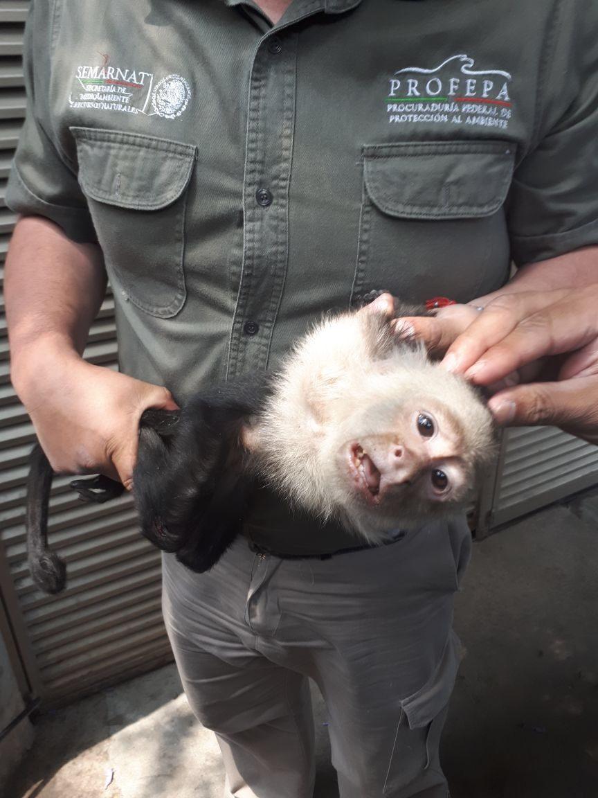 Capturan al mono capuchino perdido en Las Lomas; lo llevan al zoológico de Chapultepec