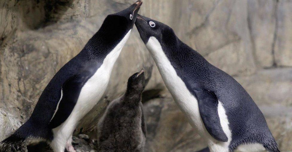 La pareja de pingüinos gay que secuestraron a una cría que los padres habían abandonado